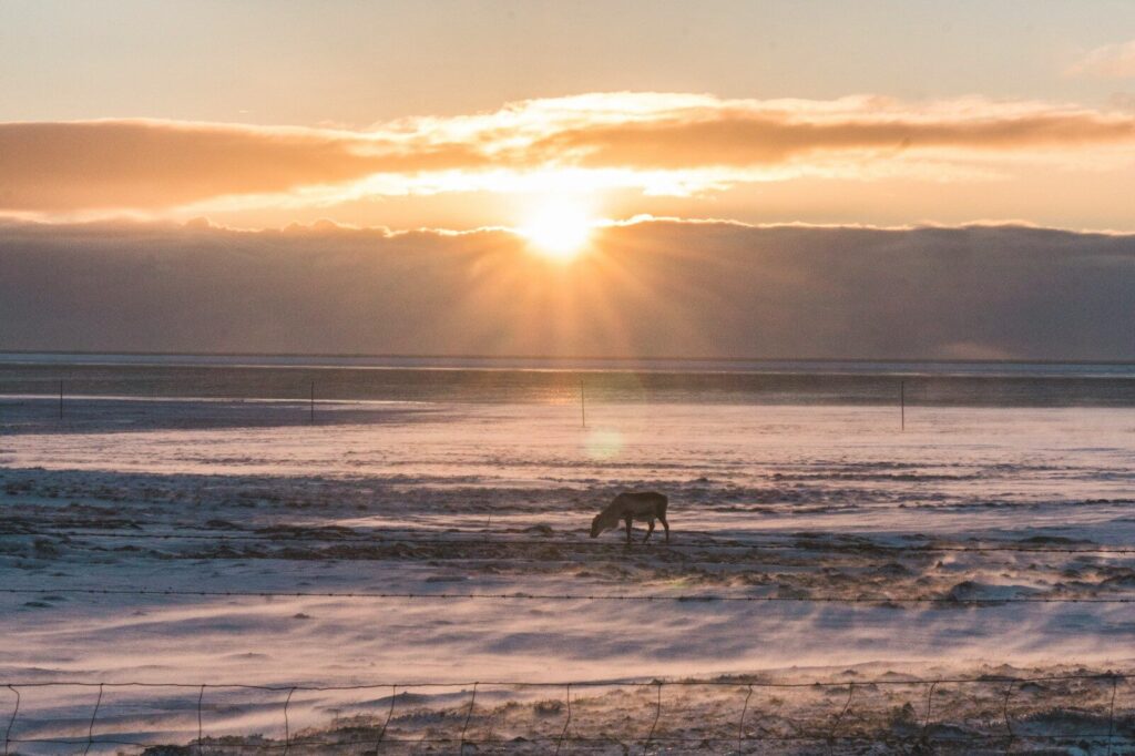 brown animal under yellow sky on focus photographjy