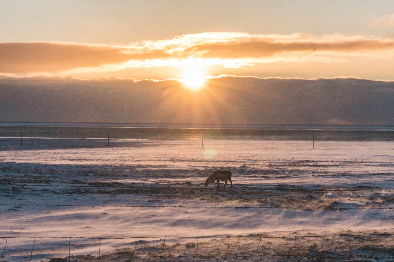 brown animal under yellow sky on focus photographjy
